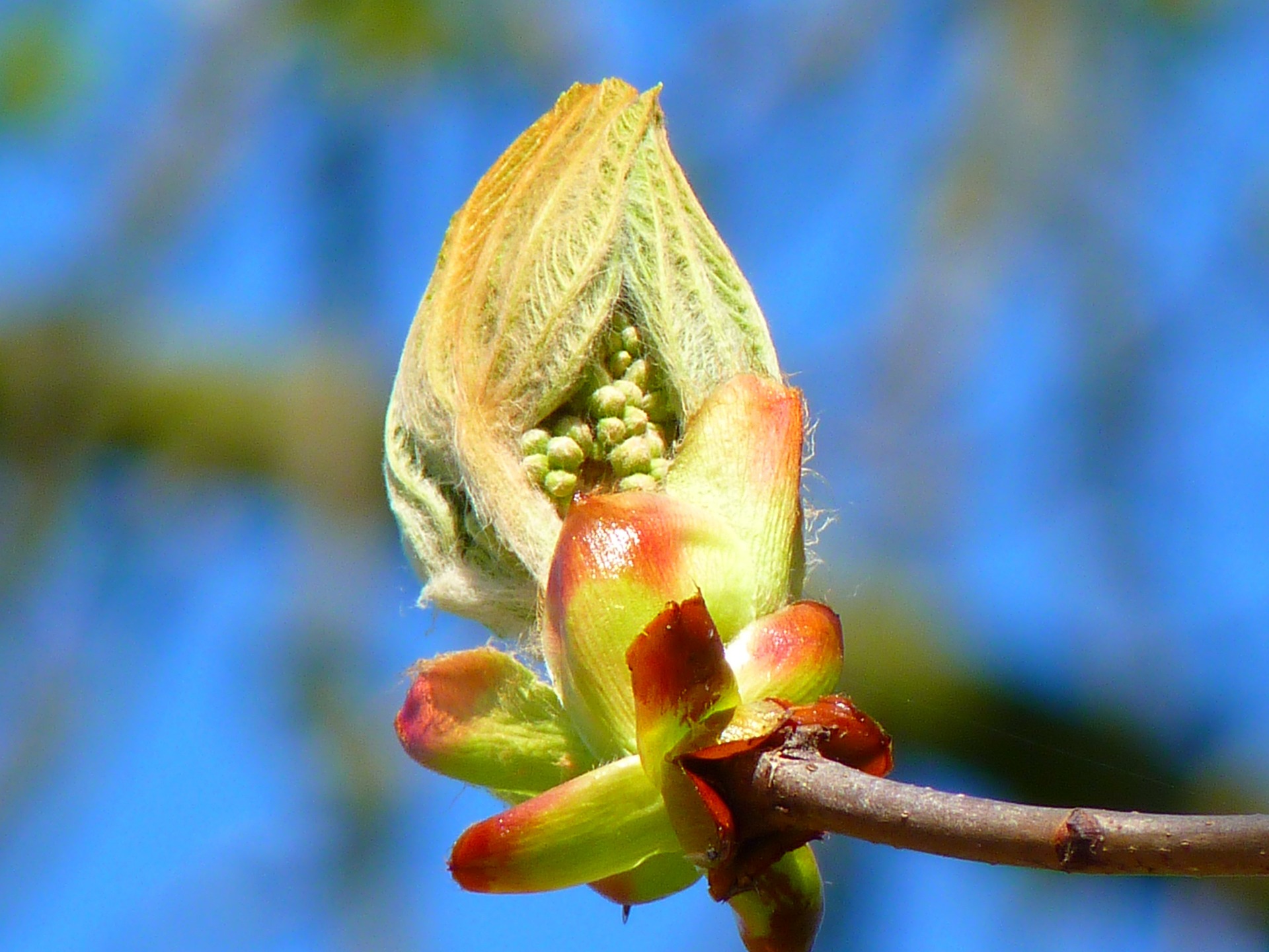 Chestnut Bud