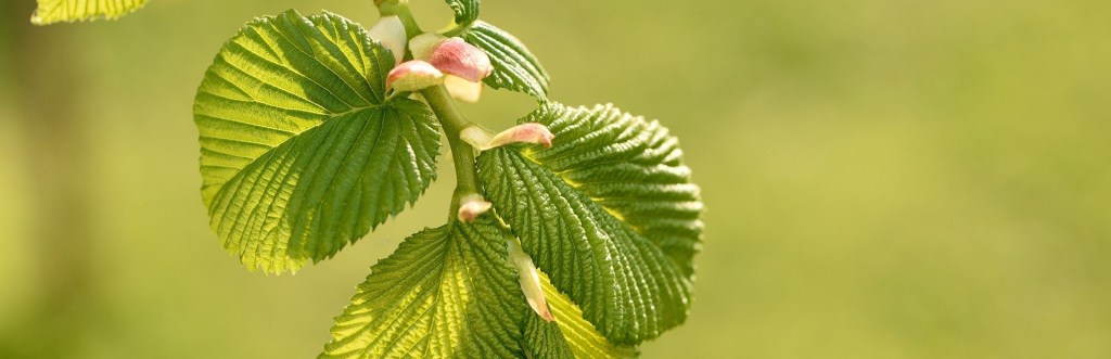 Elm, la Fleur de l’Orme
