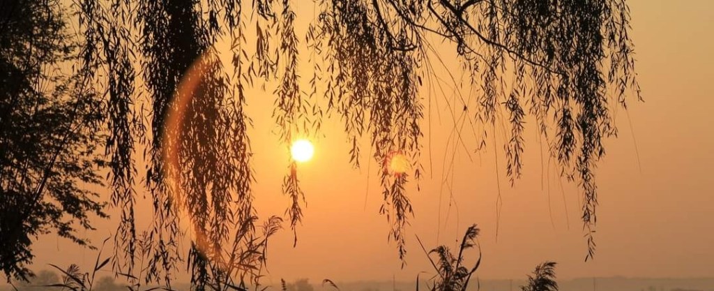 Willow, la Fleur du Saule