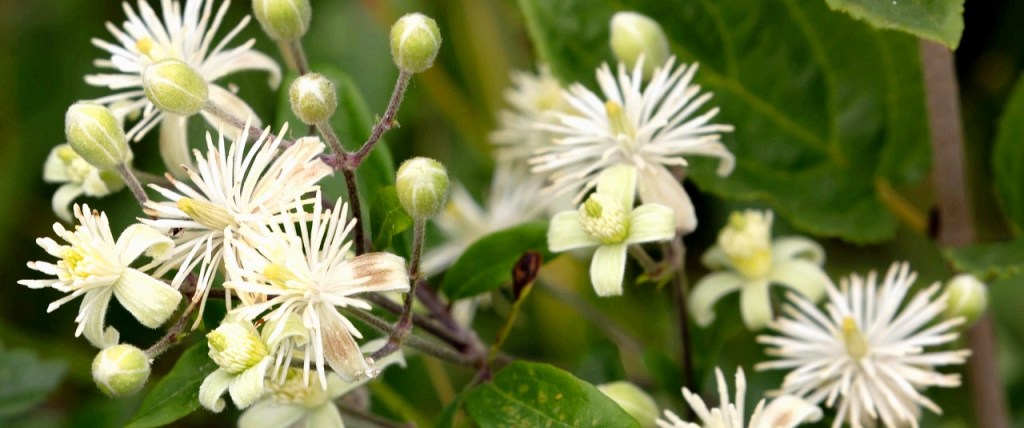 Clematis