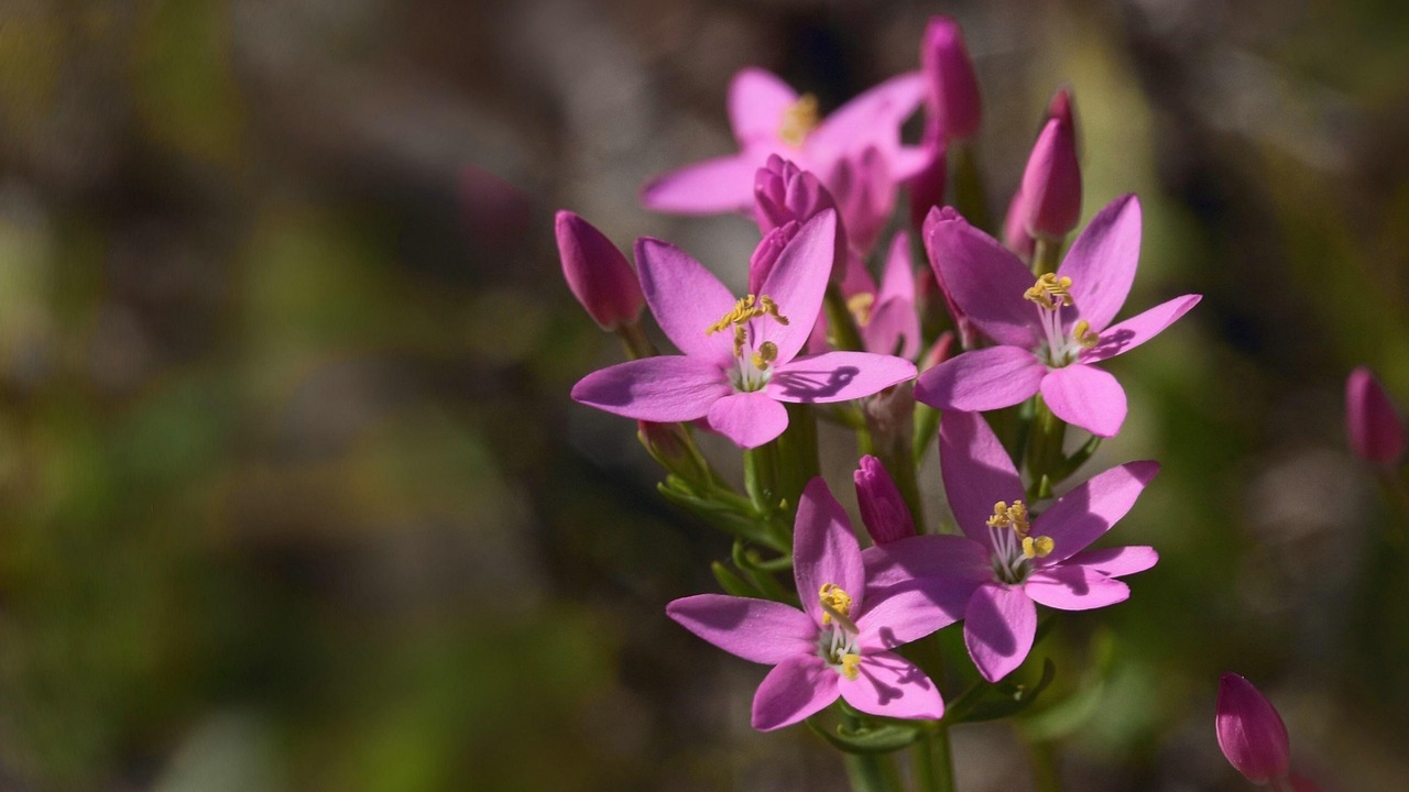 Fleur de Bach Centaury